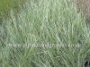Agrostis canina Silver Needles photo and description