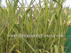Arundo donax Monster of Grasses photo and description