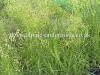Briza media totter grass photo and description
