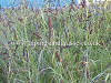 Carex flacca carnation grass photo and description