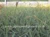 Carex panicea carnation sedge photo and description