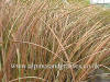 Carex secta tenuiculmis photo and description