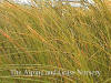 Carex testacea Old Gold photo and description