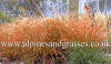 Carex testacea photo and description orange grass