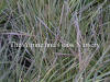 Deschampsia caespitosa Northern Lights photo and description