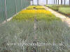 Elymus magellanicus photo and description