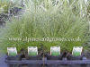 Isolepis cernua Fibreoptics Grass photo and description