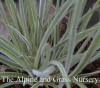 Koeleria macrantha photo and description