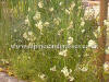 Luzula nivea snowy woodrush photo and description