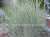 Miscanthus sinensis Morning Light RHS AGM photo and description