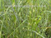 Miscanthus sinensis Puenktchen Little Dots photo and description
