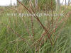 Miscanthus sinensis Yakushima Dwarf photo and description