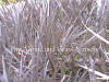 Ophiopogon planiscapus Nigrescens Black Grass photo and description
