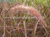 Pennisetum setaceum Rubrum Red Fountain Grass photo and description