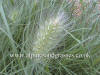 Pennisetum villosum photo and description