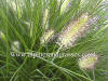 Pennisetum alopecuroides Hameln photo and description
