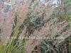 Calamagrostis brachytricha Korean Diamond Feather Grass photo and description