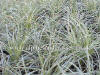 Carex conica Snowline photo and description