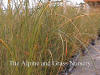 Carex dipsacea photo and description