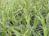 Carex morrowii Variegata photo and description