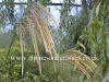 Miscanthus nepalensis Nepal photo and description