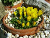 Alpines for the sunny dry garden
