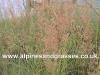 Calamagrostis acutiflora Overdam photo and description