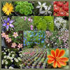 Alpines rockery plants mail order wholesale UK grower Lincolnshire