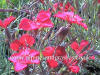 Dianthus Deep Red Flashing Lights photo and description