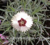 Dianthus Starry Eyes photo and description