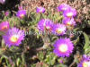 Drosanthemum hispidum photo and description