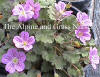Erodium Bishop's Form Pink photo and description