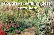 Ornamental Grasses UK grower Lincolnshire mail order wholesale