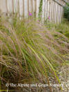 AGM Grass Anemanthele lessonia Stipa arundinacea