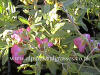 Helianthemum Sudbury Gem photo and description