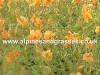 Helianthemum hybridum Honeymoon photo and description