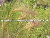 Hordeum jubatum Squirrel tail grass photo and description