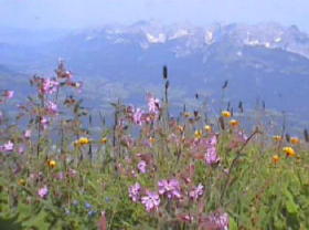 Mountain flowers Kitzbuehler horn 2005