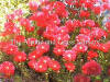 Lampranthus roseus photo and description