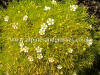 Sagina subulata var glabrata Aurea syn. Arenaria caespitosa Aurea photo and description