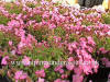 Saponaria Bressingham Pink photo and description