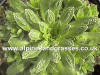 Saxifraga paniculata photo and description