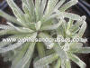 Saxifraga paniculata Dr Clay photo and description