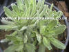 Saxifraga paniculata Hirtella photo and description