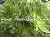 Saxifraga encrusted paniculata Lutea AGM RHS
