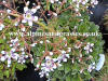 Saxifraga Southside Seedling photo and description