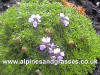 Silene acaulis moss campion photo and description