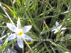 Sisyrinchium idahoense Album photo and description