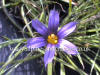 Sisyrinchium Blue Ice photo and description