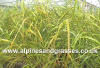 Anemanthele lessoniana Golden Hue photo and description
